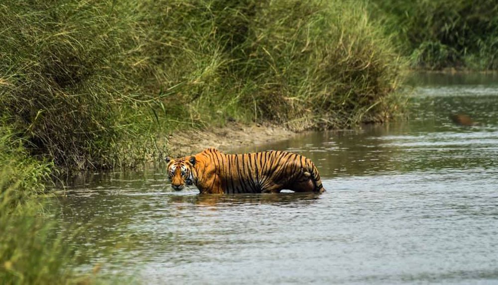 Wildlife: Nepal’s Tiger Population Reaches 355 | New Spotlight Magazine