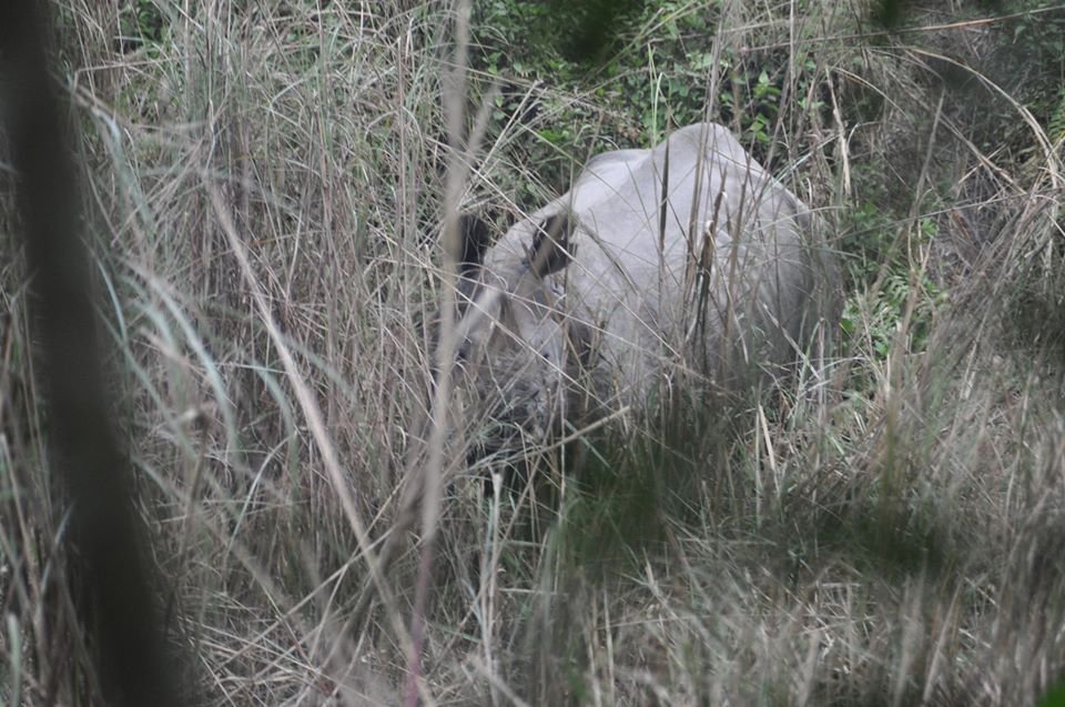 Rhinos Die In Mysterious Reason In Chitwan | New Spotlight Magazine